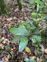 Cinnamomum subavenium