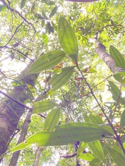 Cinnamomum subavenium