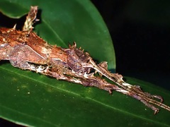 Heteropteryx dilatata