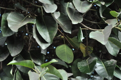 Ficus altissima