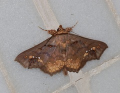 Lopharthrum comprimens