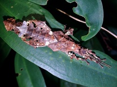 Heteropteryx dilatata