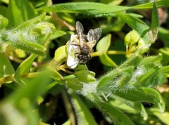 Andrena anisochlora