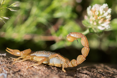 Buthus ibericus