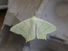 Ourapteryx sambucaria