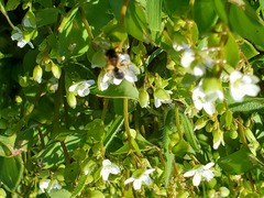 Andrena anisochlora