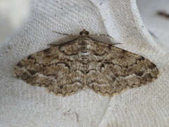 Peribatodes secundaria