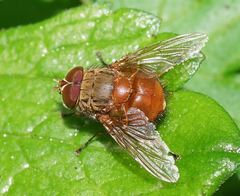 Calliphora ochracea