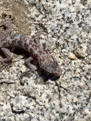 Phyllodactylus nocticolus