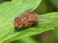Calliphora ochracea