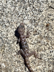 Phyllodactylus nocticolus