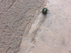 Chrysolina bicolor