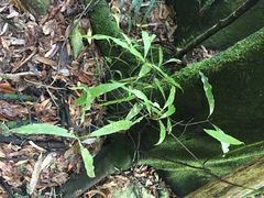Beilschmiedia tawa