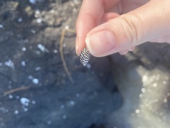 Nerita tessellata