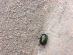 Chrysolina bicolor