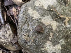 Vespericola armigera