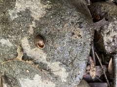 Vespericola armigera