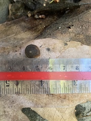 Vespericola armigera