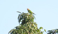 Eupsittula canicularis