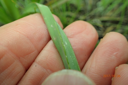 Image of Kniphofia ichopensis by no rights reserved