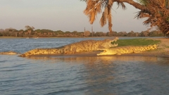 Crocodylus niloticus africanus