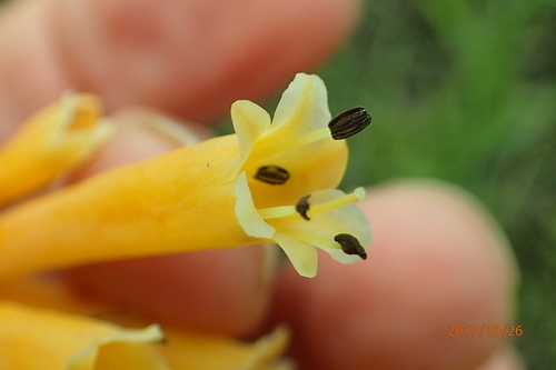 Image of Kniphofia ichopensis by no rights reserved