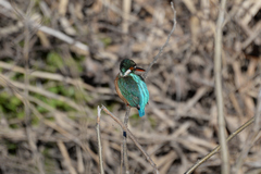 Alcedo atthis