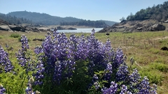 Lupinus benthamii