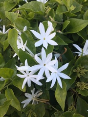Jasminum multiflorum