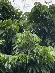 Heptapleurum actinophyllum