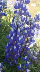 Lupinus benthamii