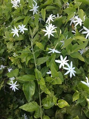 Jasminum multiflorum
