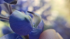 Lupinus benthamii