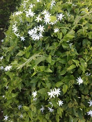Jasminum multiflorum