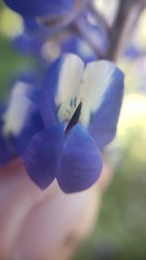 Lupinus benthamii