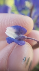 Lupinus benthamii