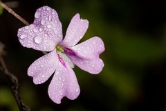 Impatiens platypetala