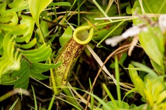 Nepenthes