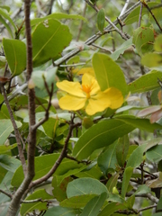 Ochna thomasiana