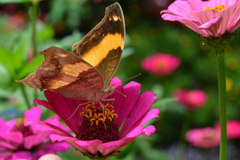 Yoma sabina