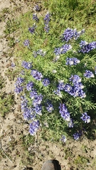Lupinus benthamii