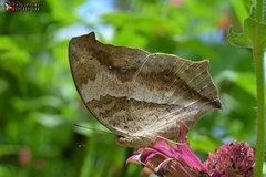 Yoma sabina