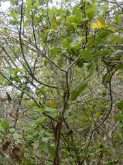 Ochna thomasiana