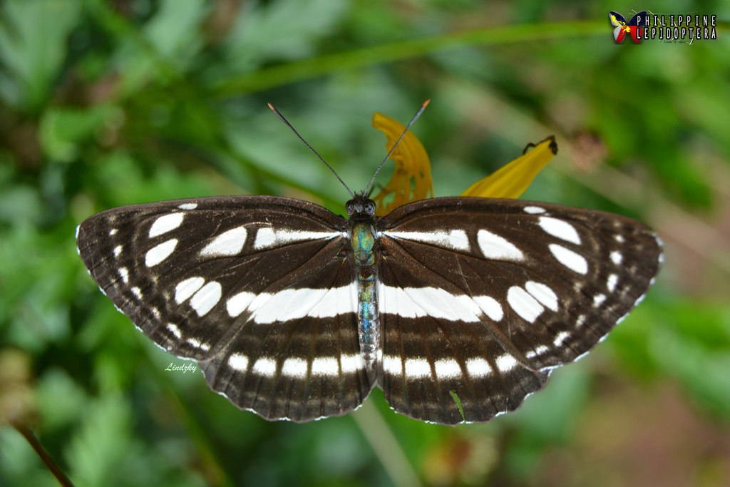 Neptis mindorana