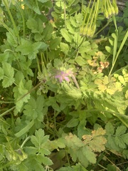Erodium moschatum