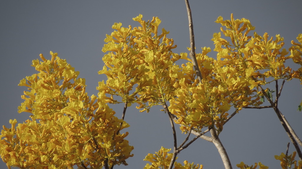 Roseodendron donnell-smithii, El Zamorano, Honduras