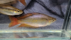 Melanotaenia splendida splendida