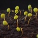 絨泡黏菌屬 - Photo 由 Damon Tighe 所上傳的 (c) Damon Tighe，保留部份權利CC BY-NC