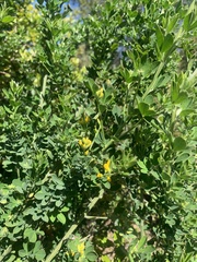Genista monspessulana