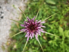 Tragopogon porrifolius